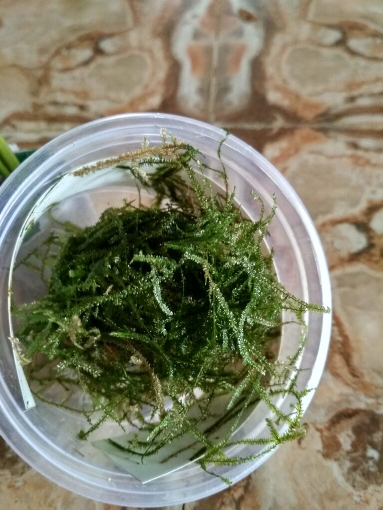 Aquarium live plant from BUNNYCART|Plants from Bunnycart|Aquatic Plants from Bunnycart|Aquatic Plants|Bunnycart Plants|Unboxing|Bunnycart